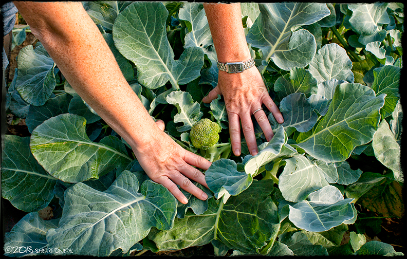 Nashville Loves Food, Delvin Farms, Kale