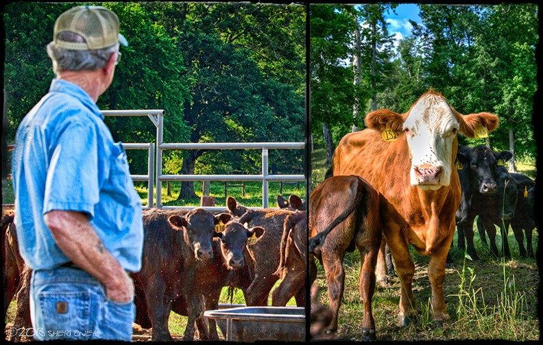 KLD Farms farmer with cows