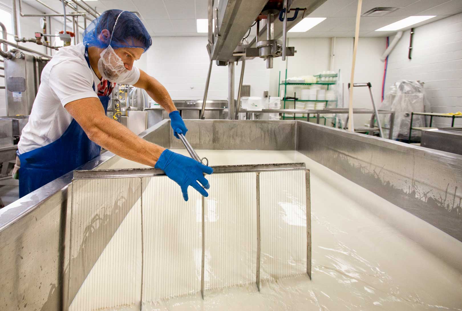 male cheesemaker in a hairnet and blue gloves strains cheese in a cheese processing plant