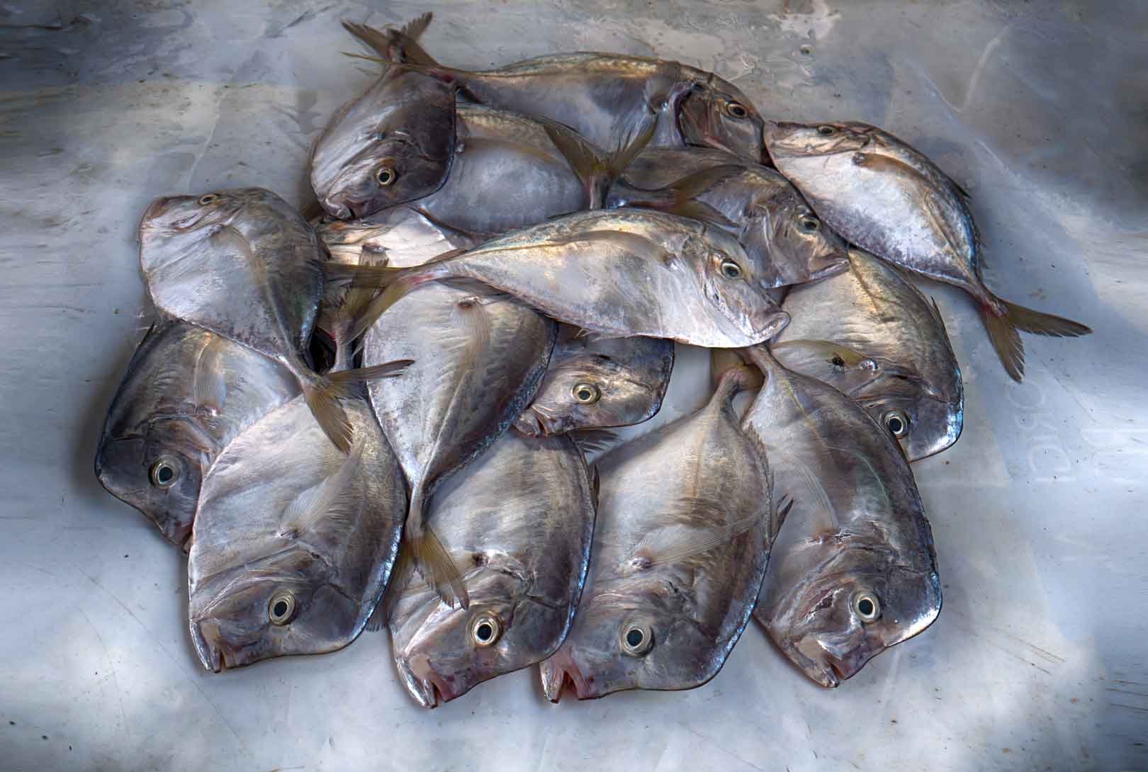 A pan of carita moonfish at an open air market in Bahia de Caraquez, Ecuador.