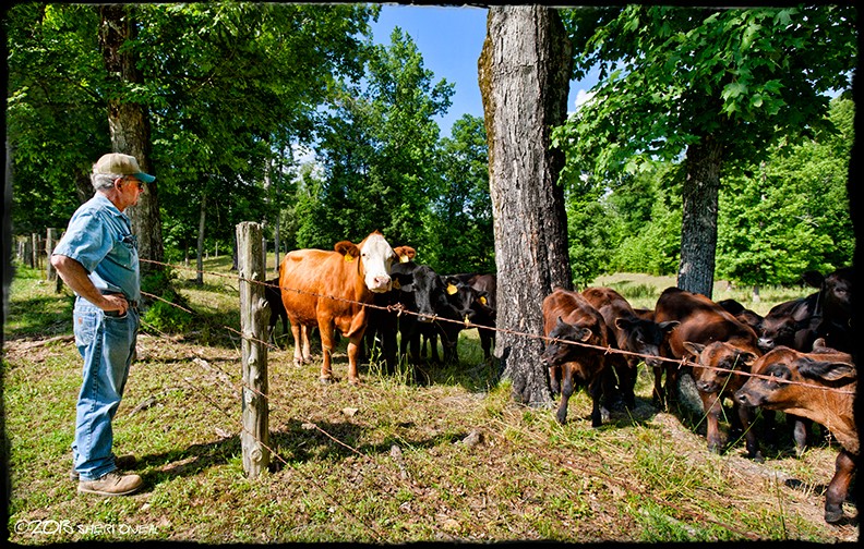 KLD Farm, Angus beef, cattle